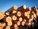 Elka Vers Douglas hout.webp
